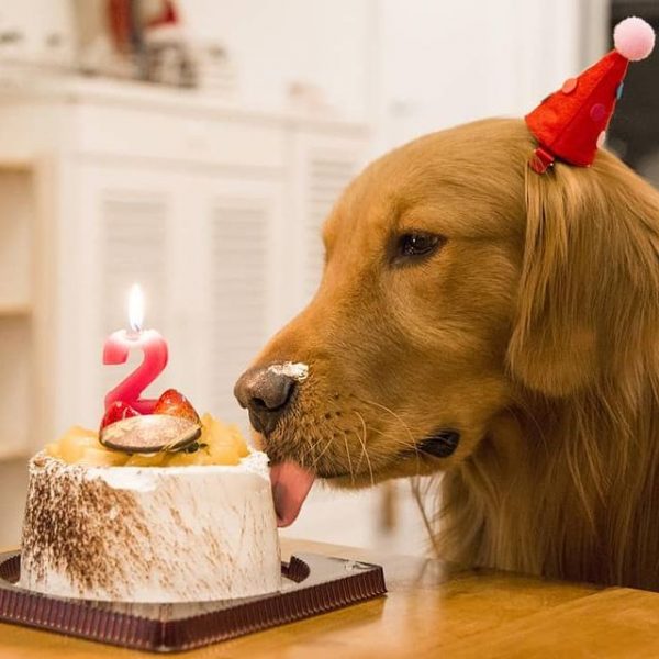 alimentacion-de-perros-p7gautzlt9006yquybfibq9s7tqp0j7ecv0j0qbvuo
