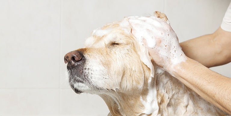 bano_mascota_768_385